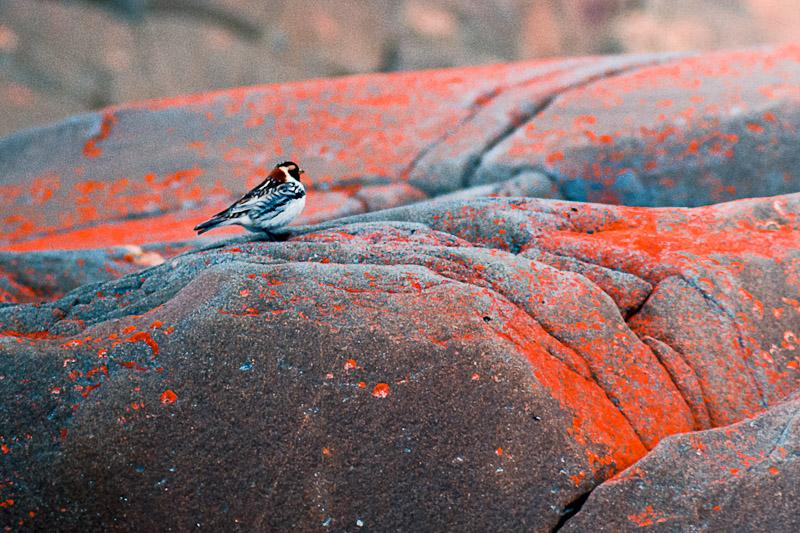Lapland Longspur in Breeding Plumage at Cape Merry, Churchill, Manitoba, Canada
