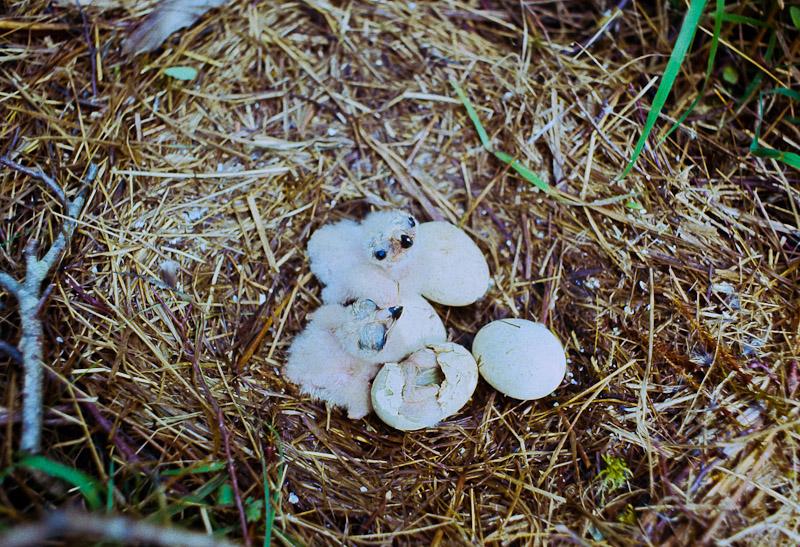 Marsh Hawk Nest and Hatchlings in Alaska