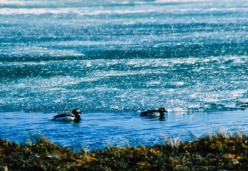 A Pair of Oldsquaw Ducks at Cape Churchill, Manitoba, Canada