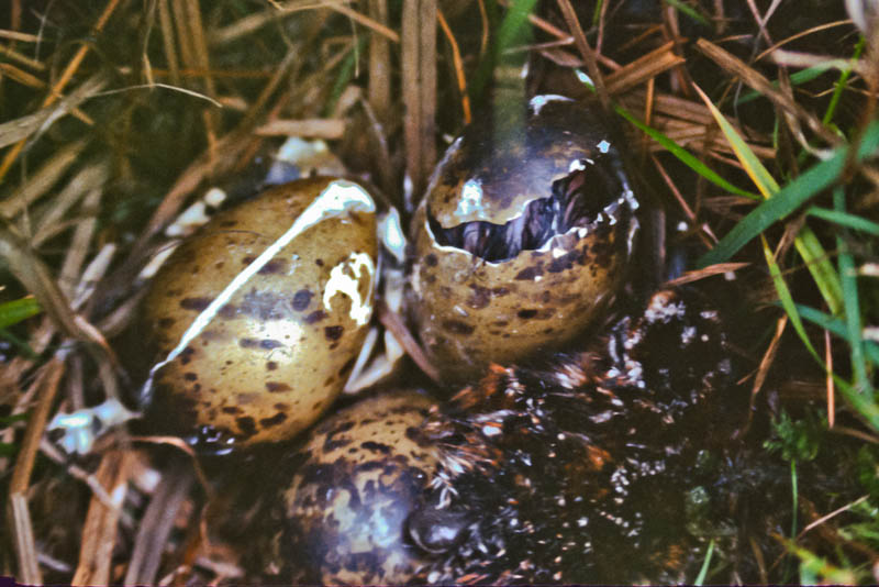 Hatching Egg and Nestling of Common Snipe in Alaska