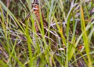 Female-Common-Snipe-in-Alaska