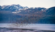 Shorebirds-at-Hartney-Bay,-Alaska
