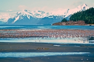 Shorebird-Stopover-at-Hartney-Bay,-Alaska