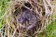 Savannah-Sparrow-Nestlings-in-Alaska