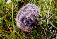 Fledgling-Short-Eared-Owl-in-Alaska