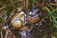Hatching-Egg-and-Nestling-of-Common-Snipe-in-Alaska