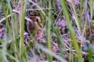 Female-Common-Snipe-on-the-Nest-in-Alaska