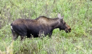 Moose-8338